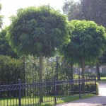 Acacia Robinia Pseudoacacia Umbraculifera